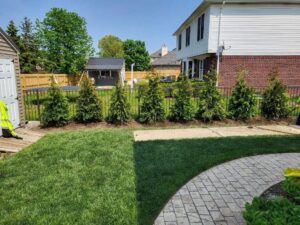 trees and pavers photo